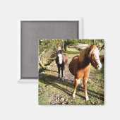 AIMANT CHEVAUX (Recto/Verso)