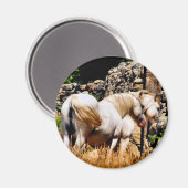 AIMANT CHEVAUX (Recto/Verso)