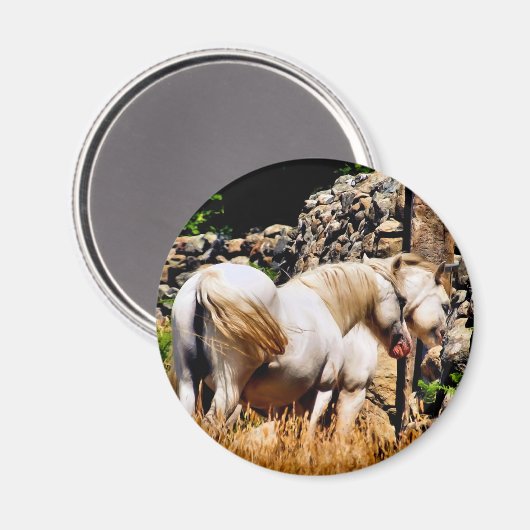 AIMANT CHEVAUX (Recto/Verso)