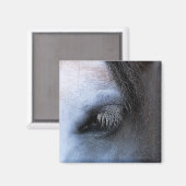 AIMANT CHEVAUX (Recto/Verso)