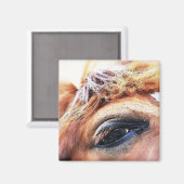 AIMANT CHEVAUX (Recto/Verso)