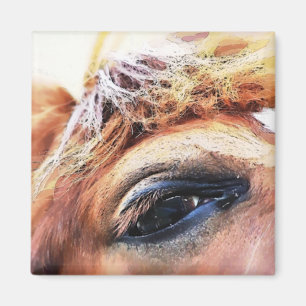 AIMANT CHEVAUX