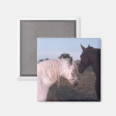 Aimant Chevaux (Recto/Verso)
