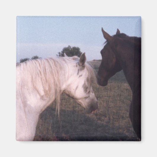 Aimant Chevaux (Devant)