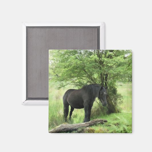 AIMANT CHEVAUX (Recto/Verso)