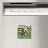 Aimant Chevaux 3 (In Situ (Lave-vaisselle))