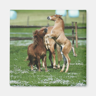 Aimant Chevaux 3