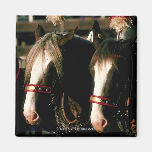 Aimant Chevaux avec coiffure (Devant)