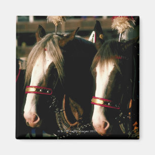 Aimant Chevaux avec des coiffes