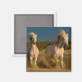 Aimant Chevaux Blancs Courant Sur La Plage | Camargue, Fr (Recto/Verso)