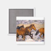 Aimant Chevaux courant (Recto/Verso)