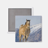 Aimant Chevaux courant dans la neige (Recto/Verso)