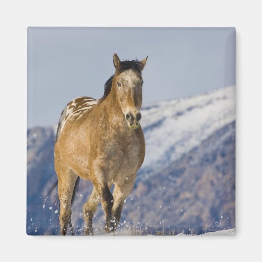 Aimant Chevaux courant dans la neige (Devant)