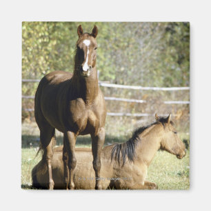 Aimant Chevaux dans le pâturage