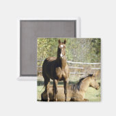 Aimant Chevaux dans les pâturages (Recto/Verso)