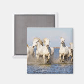 Aimant Chevaux de Camargue (Recto/Verso)