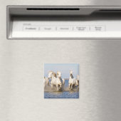 Aimant Chevaux de Camargue (In Situ (Lave-vaisselle))