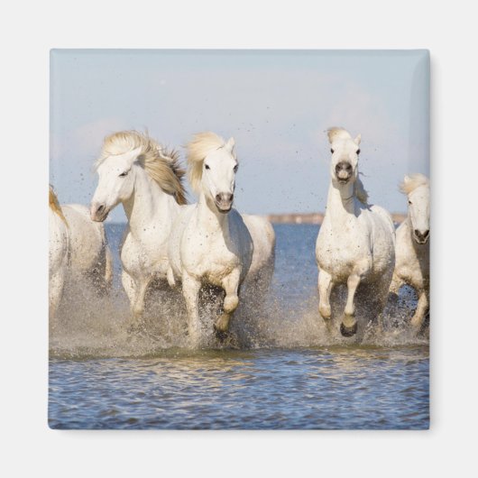 Aimant Chevaux de Camargue (Devant)