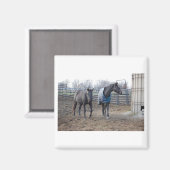 Aimant Chevaux De Ferme De Grange (Recto/Verso)
