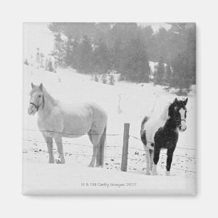 Aimant Chevaux en ranch