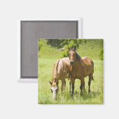 Aimant Chevaux en San Rafael Valley, Arizona (Recto/Verso)