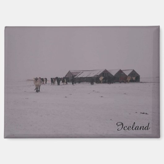 Aimant Chevaux islandais dans l'aimant de la neige (Recto)