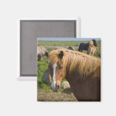 Aimant Chevaux islandais dans le nord-est de l'Islande (Recto/Verso)