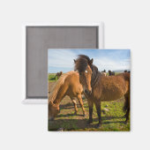 Aimant Chevaux islandais paissent (Recto/Verso)