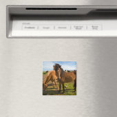 Aimant Chevaux islandais paissent (In Situ (Lave-vaisselle))