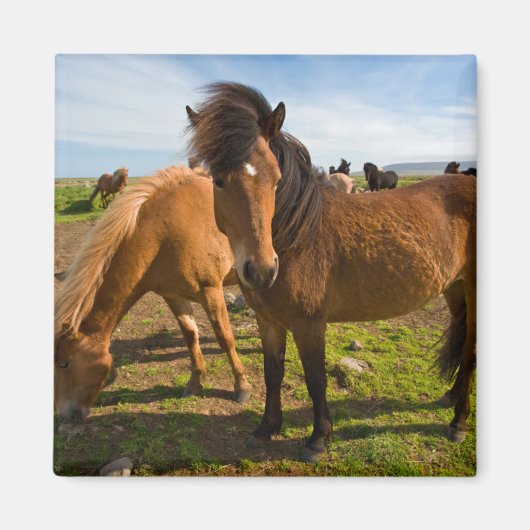 Aimant Chevaux islandais paissent (Devant)