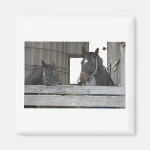 Aimant Chevaux noirs/Ranch