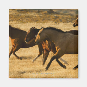 Aimant Chevaux sauvages