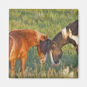 Aimant Chevaux sauvages au parc national Theodore Rooseve