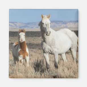 Aimant Chevaux sauvages chez eux dans le bassin de Sandwa