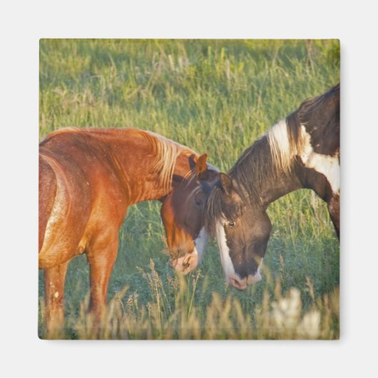 Aimant Chevaux sauvages dans le parc national Theodore Ro (Devant)