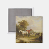 Aimant Chevaux : Un Stallion gris pâturant avec des Mares (Recto/Verso)