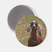 Aimant Chèvre (Recto/Verso)