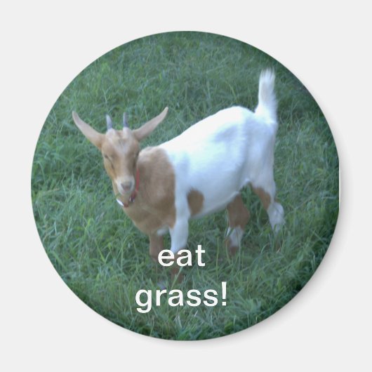 Aimant chèvre (Devant)