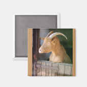 Aimant Chèvre (Recto/Verso)