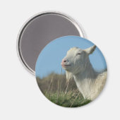 Aimant chèvre (Recto/Verso)