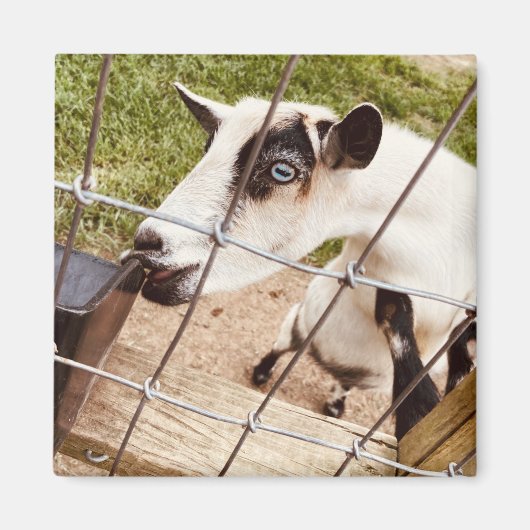 Aimant chèvre aux yeux bleus (Devant)