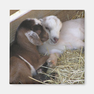 Aimant Chèvre de bébé de ~ d'aimant : : Amour