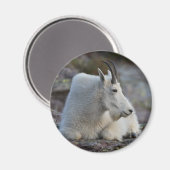 Aimant chèvre de montagne (Recto/Verso)