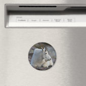 Aimant chèvre de montagne (In Situ (Lave-vaisselle))