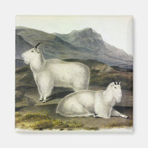 Aimant Chèvre de montagne (Capra Americana par Audubon)