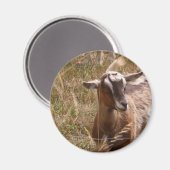 Aimant Chèvre d'élevage (Recto/Verso)