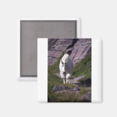 Aimant Chèvre des montagnes rocheuses (Recto/Verso)