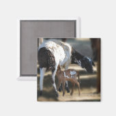 Aimant Chèvre maman et bébé (Recto/Verso)