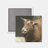 Aimant chèvre pygmée (Recto/Verso)