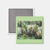 Aimant Chèvrefeuille en fleurs (Recto/Verso)